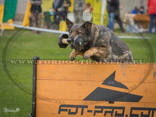 Dog Obedience Training Fence