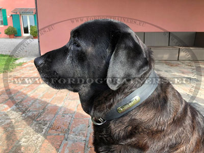 Identification Collar for Dogs Leather