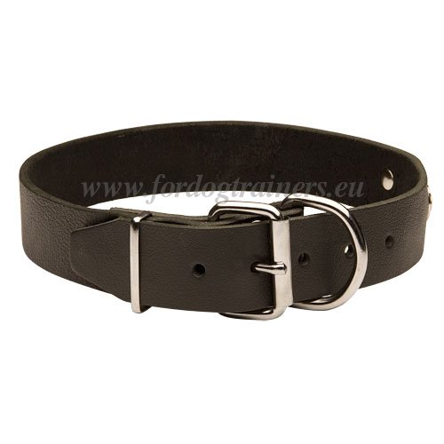 Dog Identification Collar