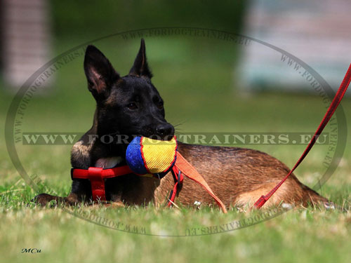 Malinois belge balle de mordant