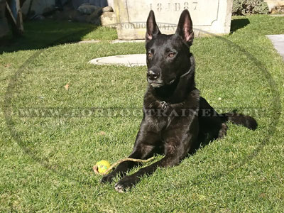 Jouet pour chien balle avec corde