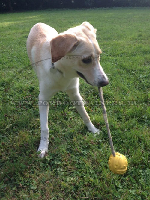 Jouet chien incassable avec corde