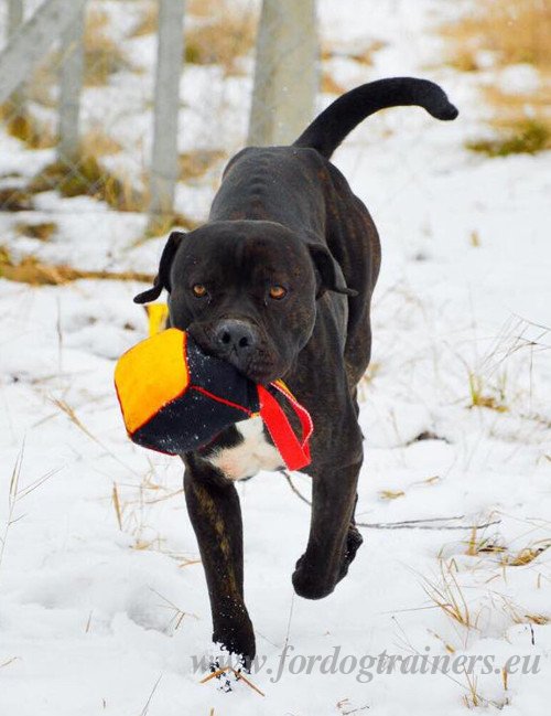 Jouet en forme de cube pour Bandog