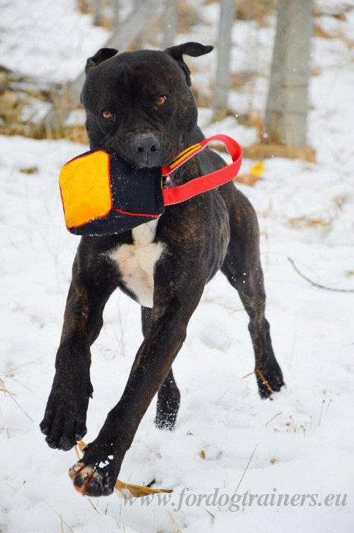 Jouet
en tissu pour Bandog