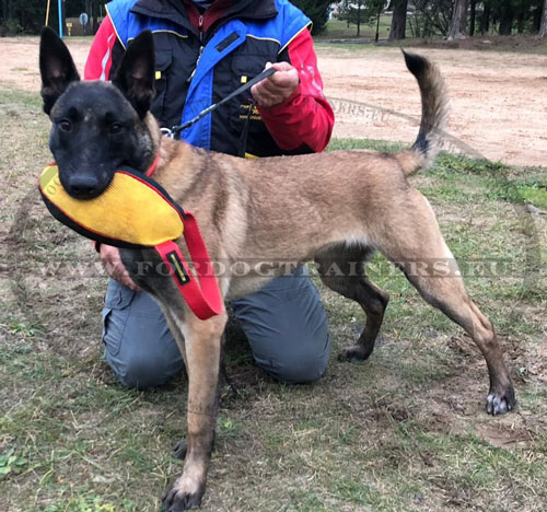 Malinois jouet rembourr de mordant