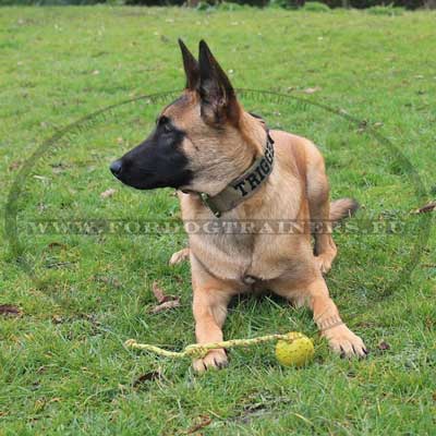 Balle pour chien avec corde pour malinois