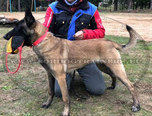 Jouet pour dressage de Malinois au mordant