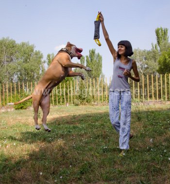 Mrdants et
                Colliers pour Pit Bull