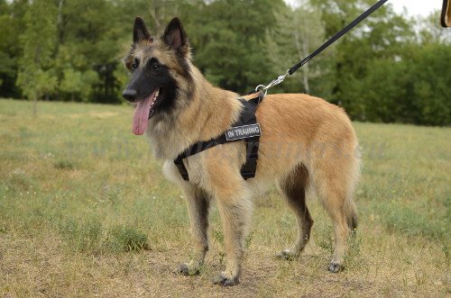 In Training Dog Harness Tervuren