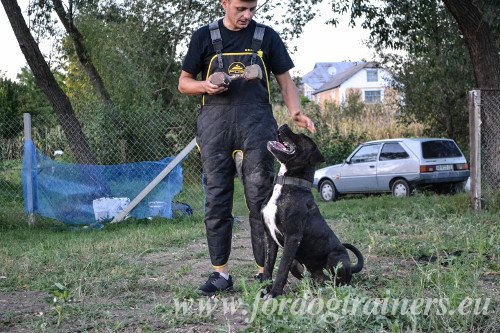 Dressage de Chien  l'Attaque