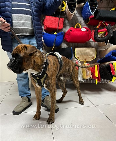 Walking Harness for Boxers Khaki