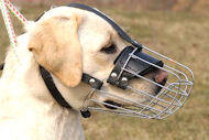 Wire Basket Dog Muzzle for Labrador [M4###1057 Museruola a cestello per Labrador]