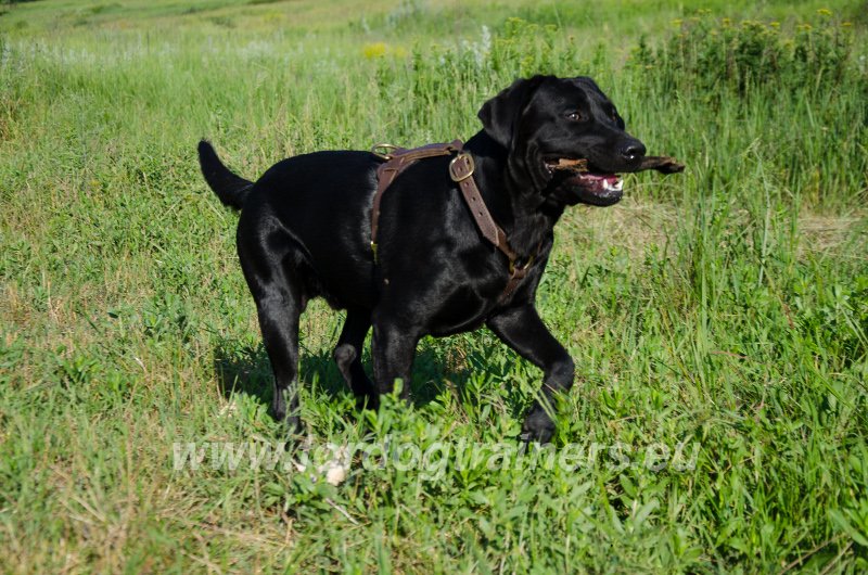 Labrador noir en harnais comfort apporte bâton en bois