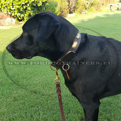 Labrador Leather Dog Collar Handmade Work