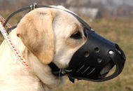 Everyday Leather dog muzzle for Labrador