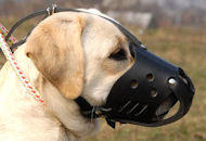 Labrador
Retriever Leather Muzzle