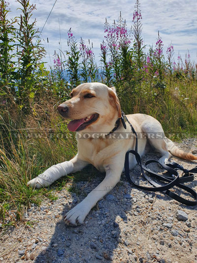 Luxury Dog Collar and Lead for Labrador