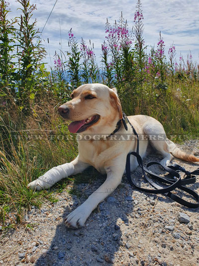 Luxus Lederhalsband und Lederleine fr Labrador