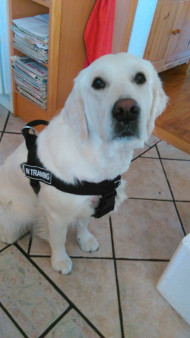 Lightweight Nylon Harness for Labrador [H17##1057 Pettorina in nylon da traino per Labrador]