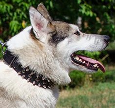 Spiked lederen halsband met knoppen voor Laika