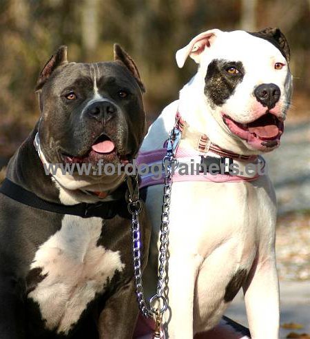 Laisse coupleur en acier pour deux Pitbulls