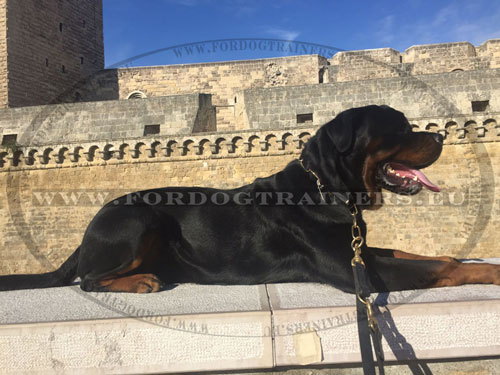 Le collier trangleur pour chien Rottweiler