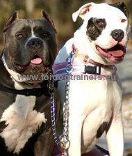 Laisse coupleur pour 2 Pitbulls