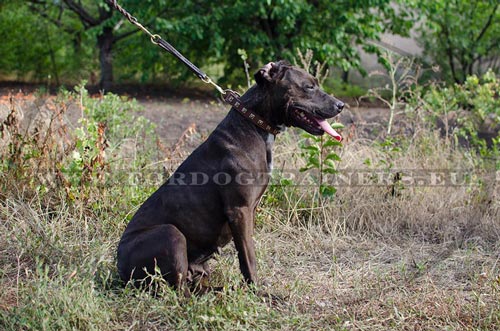 Guinzaglio con moschettone in ottone per  Pitbull