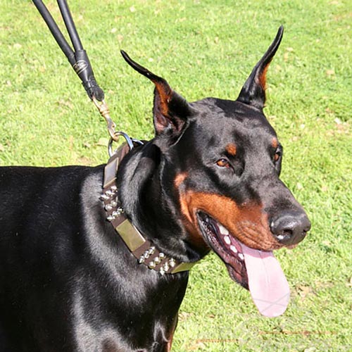 Laisse en cuir ronde pour Dobermann