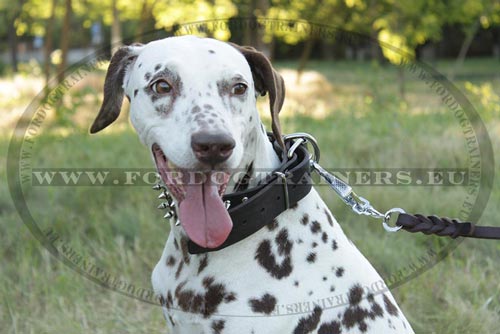 Laisse en cuir pais pour Dalmatien