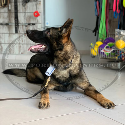 Laisse de dressage en cuir pour chien tressée