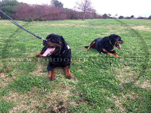 Laisse longue en cuir pour chien Rottweiler