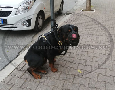 Laisse cuir pour grand rottweiler