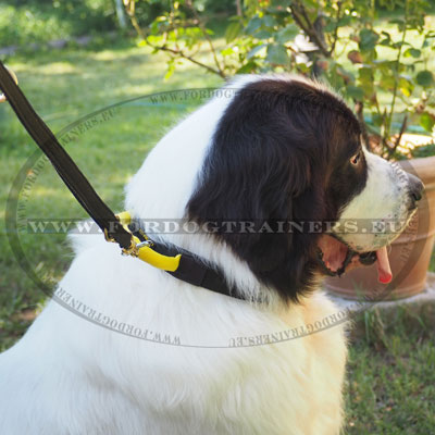 Working Dog Collar with Handle for Landseer