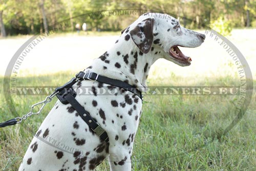 Leather Harness for Dogs Studded