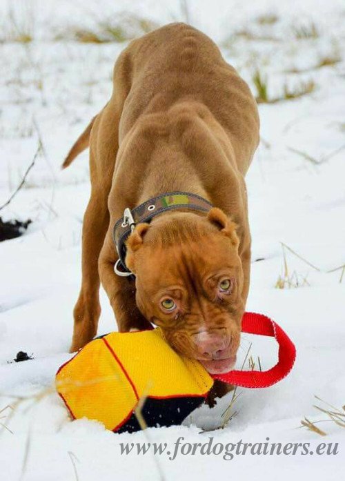 Strong
Bite Toy for Dog