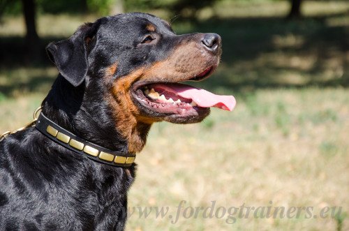 Plated Dog Collar for Rottweiler