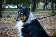 White Leather Dog Collar