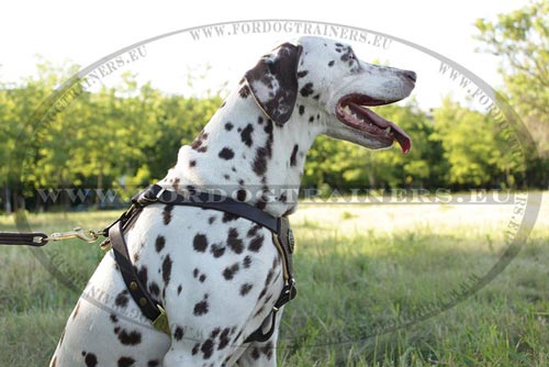 Leather Straps Harness with Brass Fittings