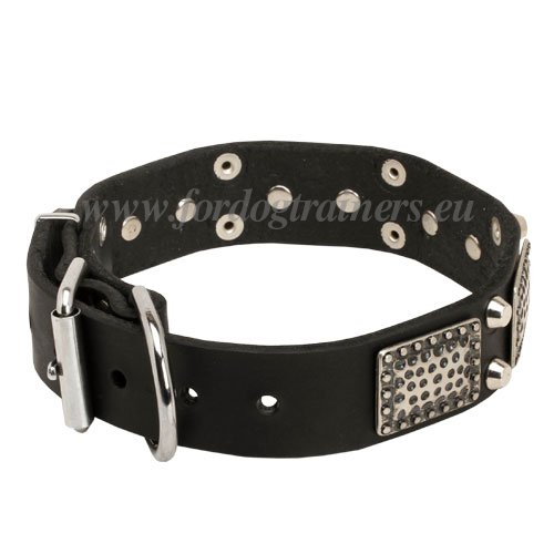 Fancy Wide dog Collar