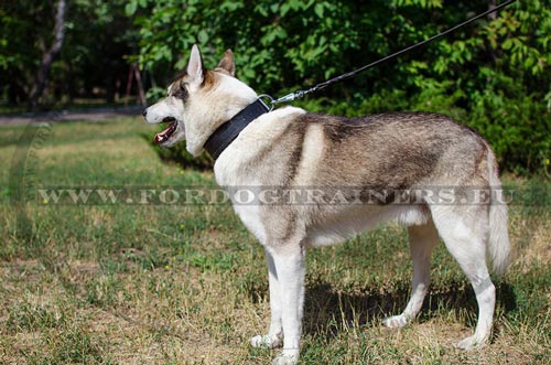 Protection Training Dog Collar for Laika