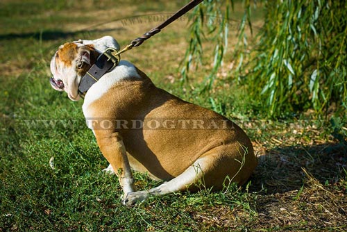 Bulldog Collar made of Leather