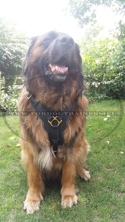 Heavy Duty Pet Harness Genuine Leather