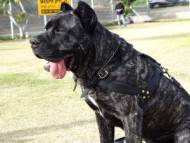 Harnais en cuir type step-in pour Cane Corso