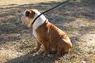 Engelse Bulldog Leren halsband en Lijn 1 in 2 Combi