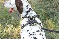 Extra weiches Ledergeschirr fuer Dalmatian