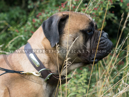 Black Leather Dog Collar for Identification