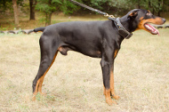 Guard Dog Training Collar for Doberman [C33##1057 Collare in pelle con maniglia per Doberman]