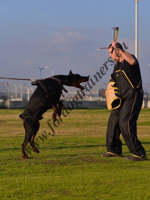 Doberman Agitation Harness
Genuine Leather