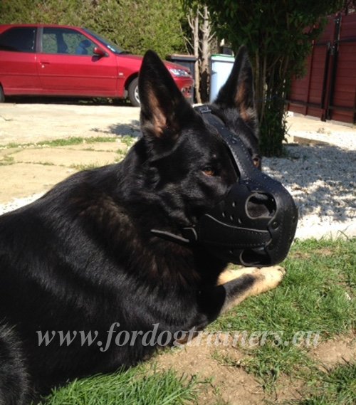 German Shepherd with Leather Muzzle On